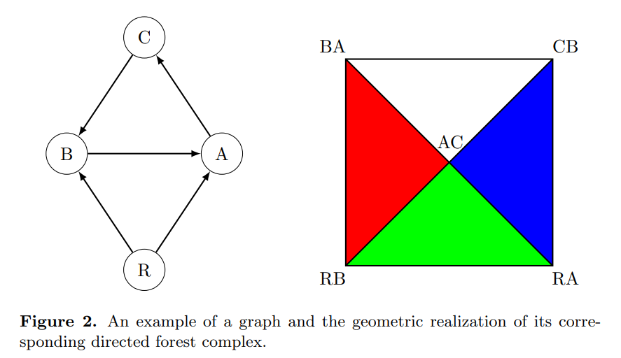 Directed Forest Complex of a Causal Network